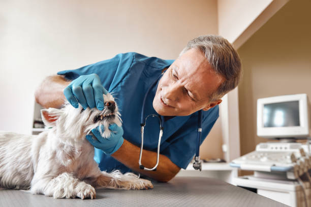 Best Emergency Tooth Extraction in Morton Grove, IL